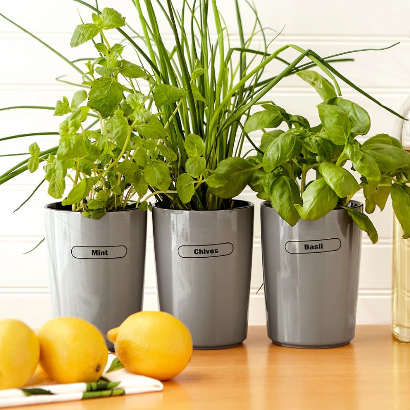 Three gray pots with labeled herbs (Mint, Chives, Basil) on a wooden surface with lemons.