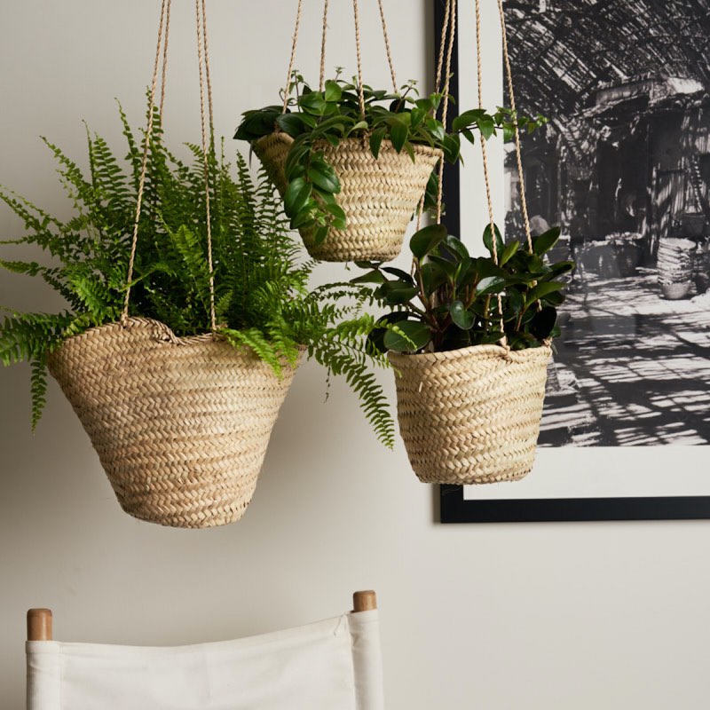 hanging basket plants nz Hanging baskets set for kitchen storage