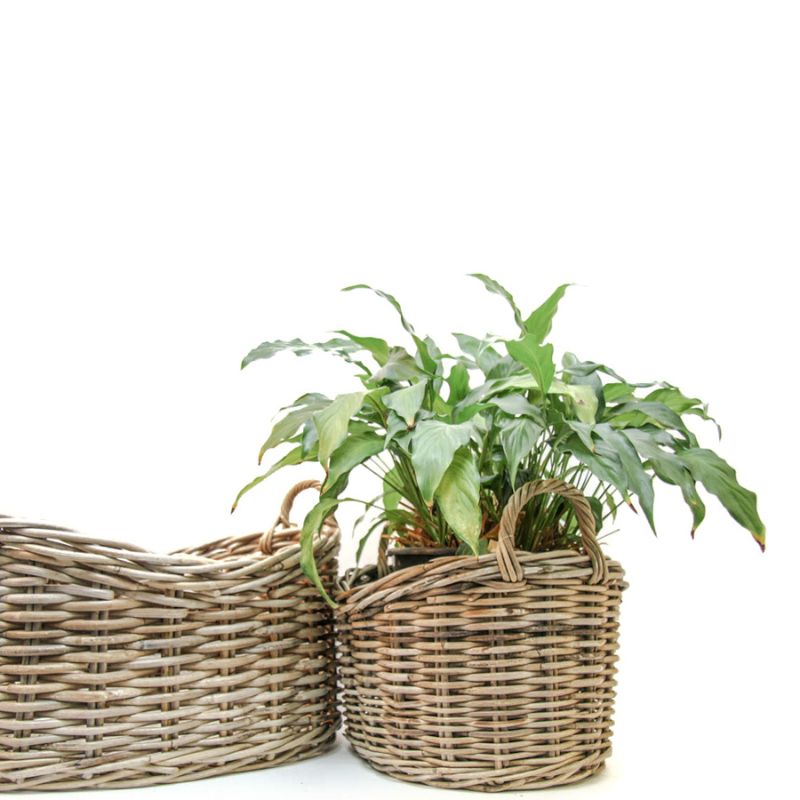 Oval Rattan Baskets *** CLEARANCE - 10% OFF! ***